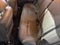 2013 Hyundai SONATA 4Dr Sdn 2.0T Auto Limited